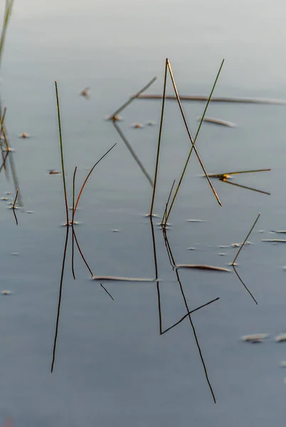 Wasserpflanzen Waldsee Sommer Grundy Lake Park Kanada — Stockfoto
