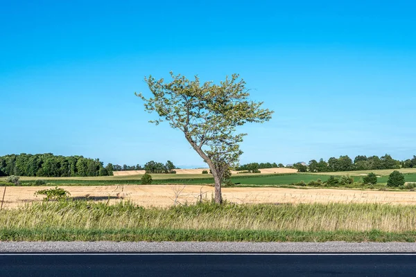 Vetefält Och Blå Himmel Med Moln Det Muskoka Förenta Staterna — Stockfoto