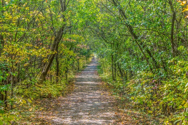 Park Herfst Buurt Van Toronto Canada — Stockfoto