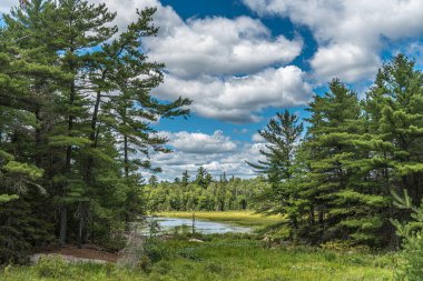 Yaz mevsiminde Forest Gölü. Killarney. Kanada