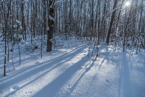 Bomen Grond Onder Sneeuw Zonnige Winterdag — Stockfoto