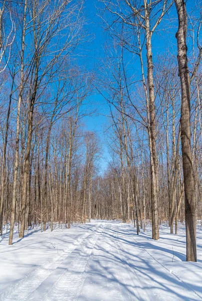 Foresta Sotto Neve Inverno Nella Giornata Sole — Foto Stock