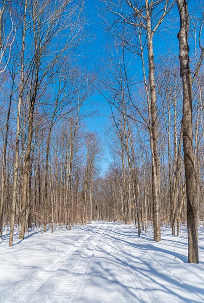 Wald Unter Schnee Winter Bei Sonnigem Tag — Stockfoto