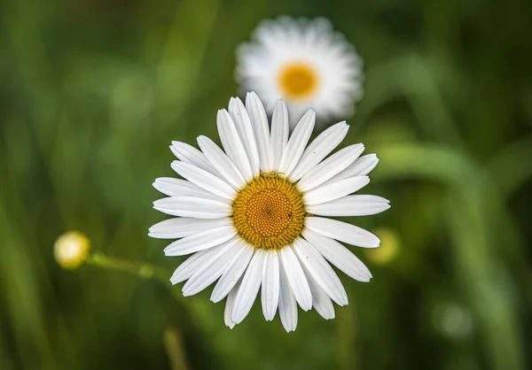 Flores Shasta Daisy Leucântemo Superbum — Fotografia de Stock