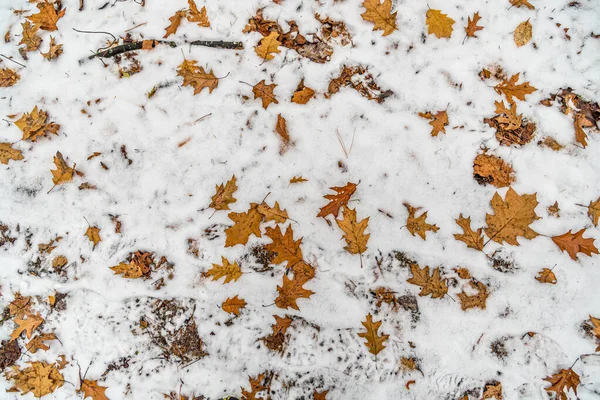 Schnee Auf Dem Boden Wald Winter — Stockfoto