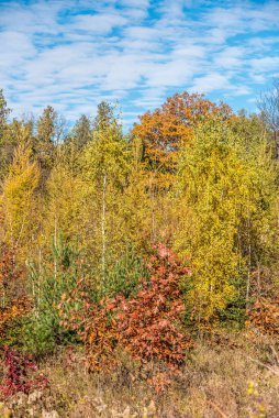 Orman ağaçları, çalılar ve kuru otlar.