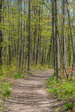 Güney Ontario Ormanı 'nda güneşli bir günde yol. Kanada.