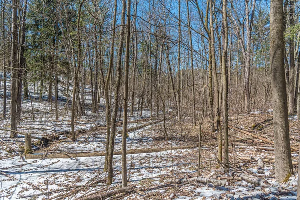 Neve Chão Floresta Primavera Canadá — Fotografia de Stock