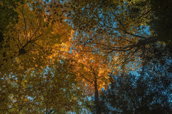 Осенний Солнечный Лес Центральном Онтарио Канада — стоковое фото