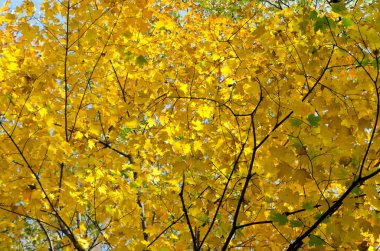 Sonbahar'ın renkli ağaçlar