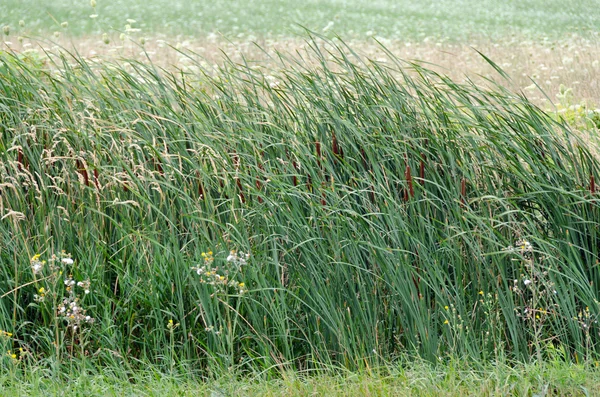 Riet veld — Stockfoto