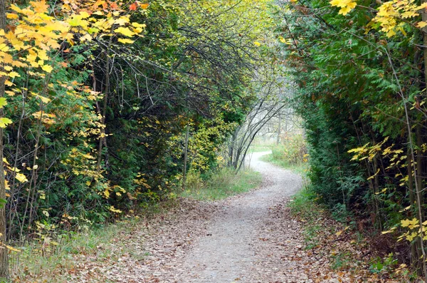 Val van kleurrijke bomen — Stockfoto