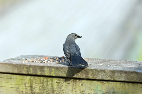 Pivovarská Blackbird — Stock fotografie