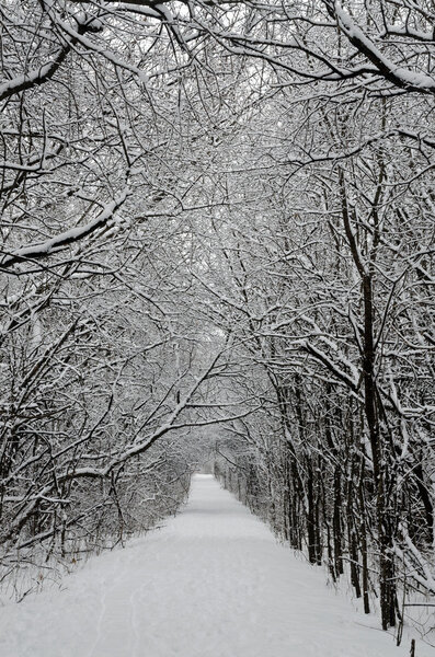 Trees covered by snow around forest walkway in winter time