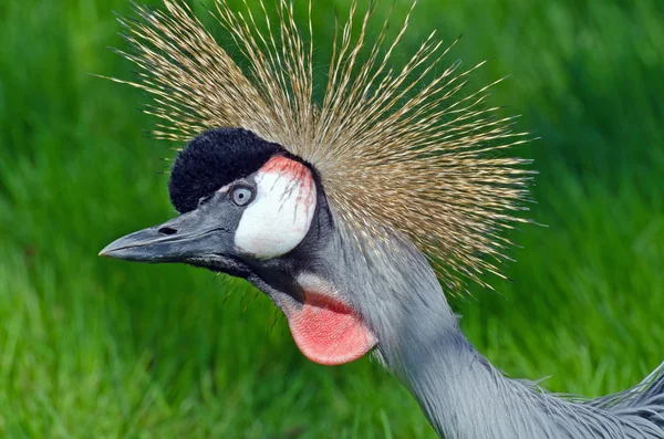 Gekroonde kraan — Stockfoto