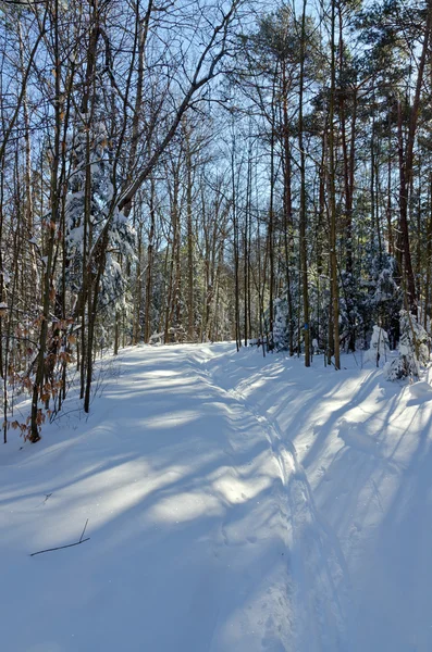 Bosque de invierno —  Fotos de Stock