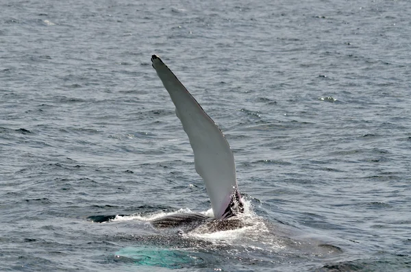 Swimming humpback whale — Stock Photo, Image