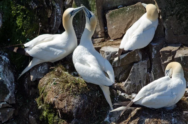 Gannet del Norte — Foto de Stock