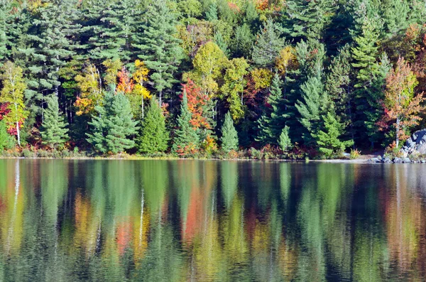 Východ slunce nad lesní jezero — Stock fotografie