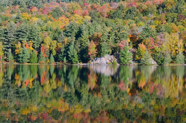 Alba sopra il lago foresta — Foto Stock