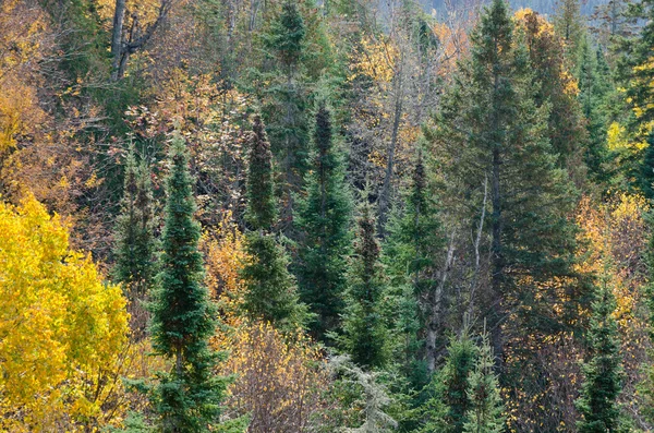 Jesień w kolorowe drzewa — Zdjęcie stockowe