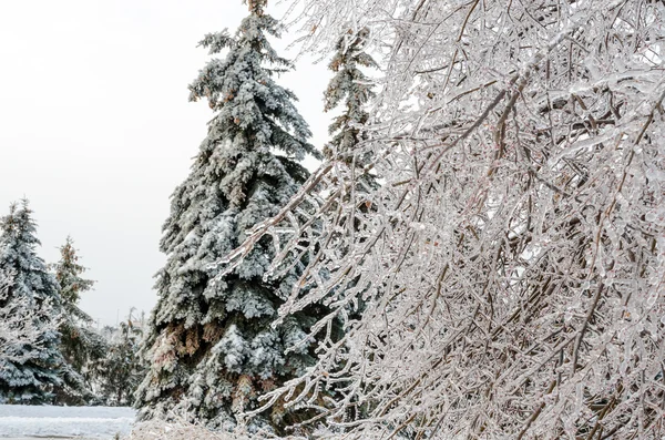 Freezing rain — Stock Photo, Image