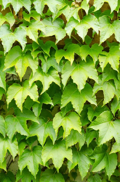 Boston Ivy — Stockfoto