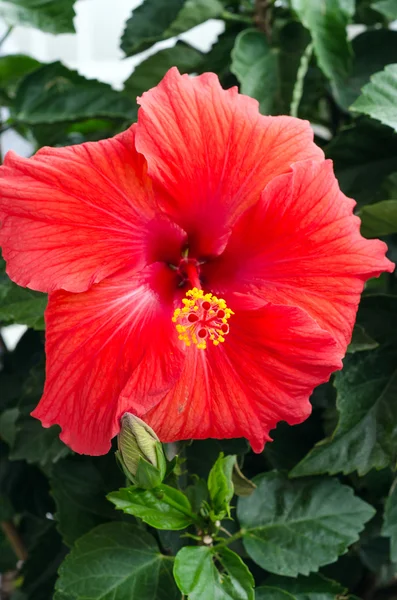 Hibiscus — Stock Photo, Image