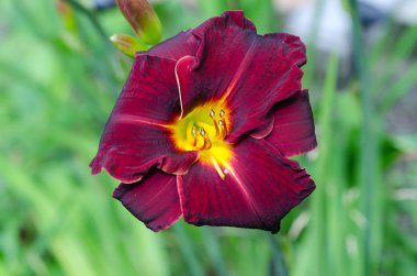 Daylily