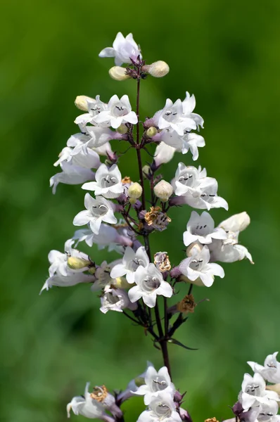 Flores de cor — Fotografia de Stock