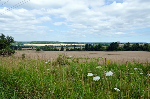 Boerderij veld — Stockfoto