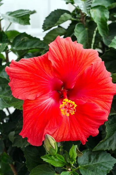 Hibiscus — Stock Photo, Image