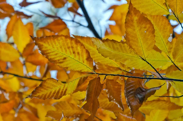 Die bunten Bäume des Herbstes — Stockfoto