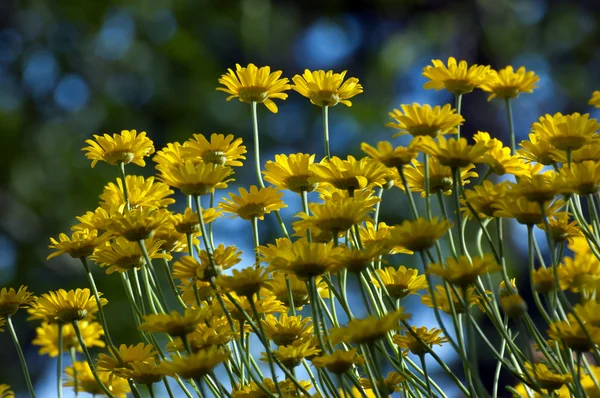 Color flowers — Stock Photo, Image