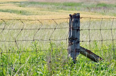 geel veld van tarwe