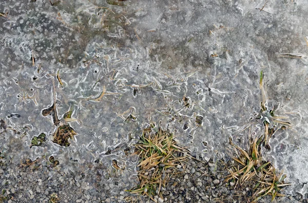 Hoja congelada en hielo — Foto de Stock