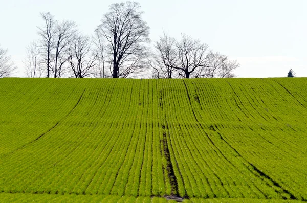 Cultivated farmers field — Stock Photo, Image