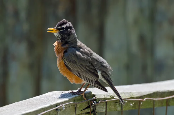 Amerikansk Robin - Stock-foto