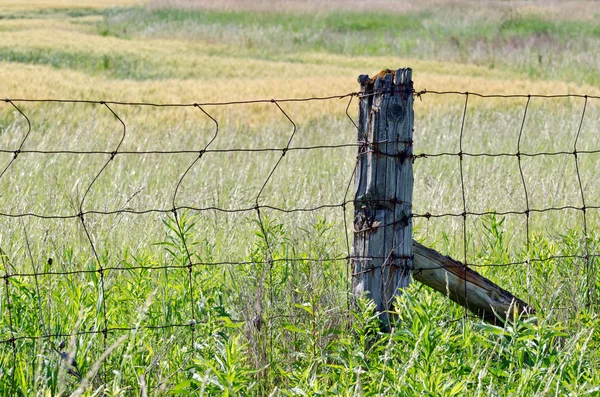 geel veld van tarwe