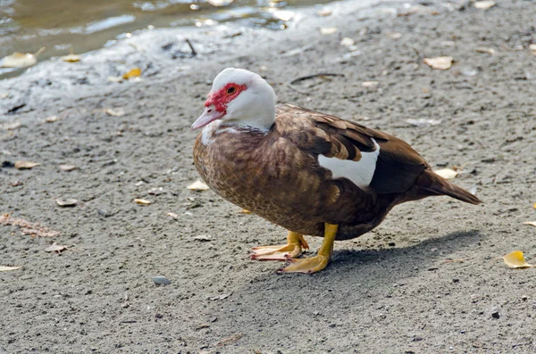 Um pato almiscarado — Fotografia de Stock