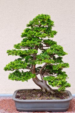 Bonsai Ağacı