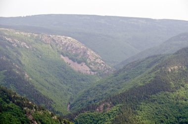 bosque en el cape breton 