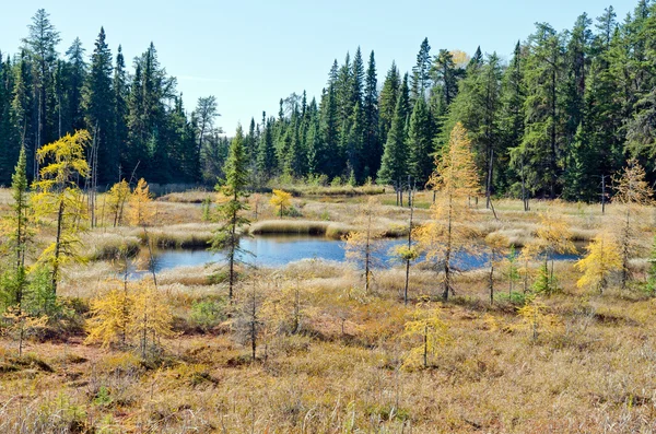 Northern Ontario Forest — Stockfoto