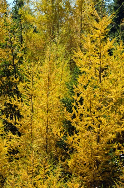 Floresta de ontário do norte — Fotografia de Stock