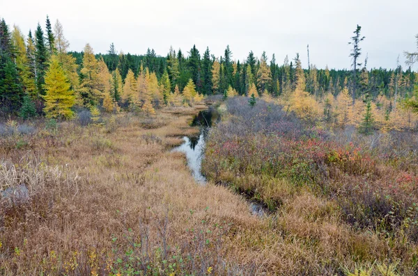 Norra Ontario skog — Stockfoto