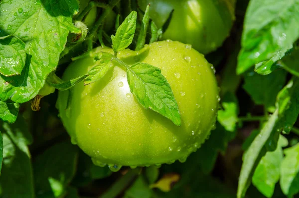 Tomates verdes — Foto de Stock