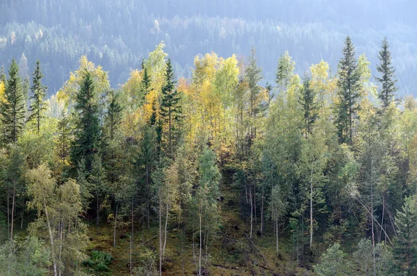 Colorful trees — Stock Photo, Image