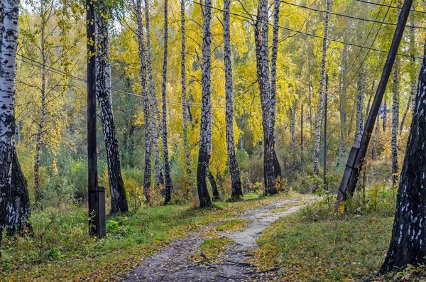 Forest in fall — Stock Photo, Image