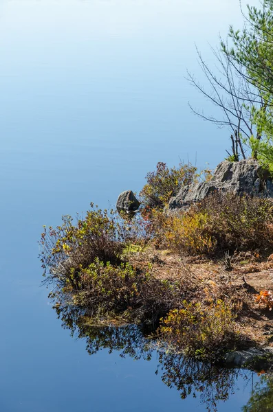 Forest lake — Stockfoto