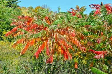 Sonbahar'ın renkli ağaçlar